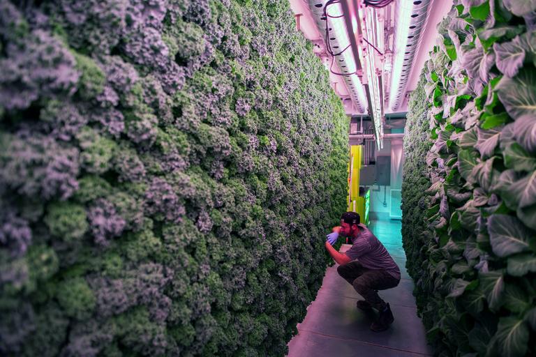 Toronto Startup Raises $20 Million to Reinvent Urban Vertical Farming